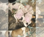 Small Photo #5 American Bulldog Puppy For Sale in EAST WENATCHEE, WA, USA