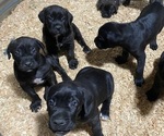 Small Photo #1 Cane Corso Puppy For Sale in PUYALLUP, WA, USA