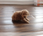 Small Photo #2 Poodle (Toy) Puppy For Sale in EVART, MI, USA
