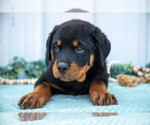 Medium Rottweiler