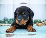 Puppy Damon Rottweiler
