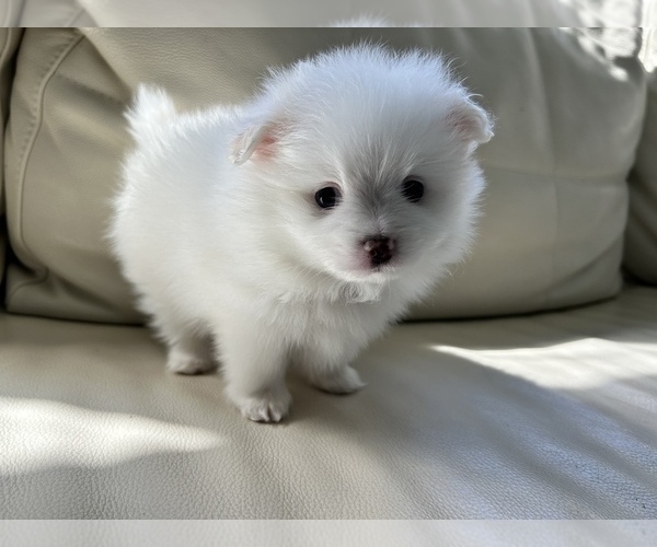 Medium Photo #27 Pomeranian Puppy For Sale in DES MOINES, WA, USA
