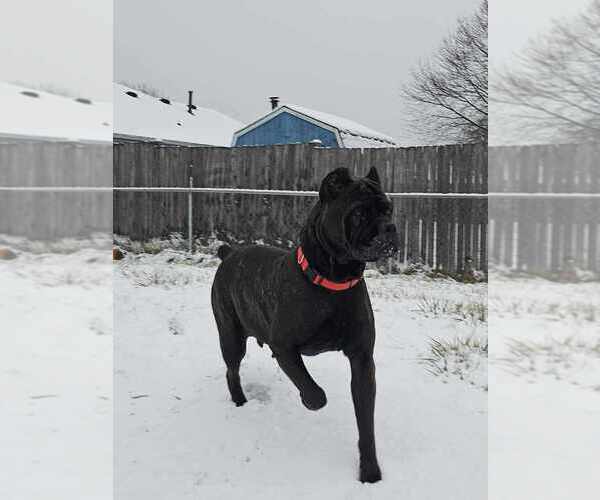 Medium Photo #1 Cane Corso Puppy For Sale in CAMBY, IN, USA