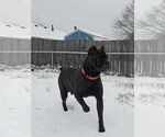 Small Photo #1 Cane Corso Puppy For Sale in CAMBY, IN, USA