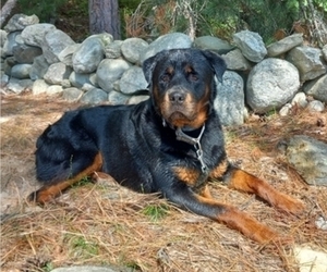 Father of the Rottweiler puppies born on 01/21/2026