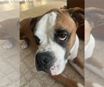 Small #13 Boxer