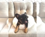 Small #1 French Bulldog