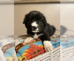 Golden Labrador Puppy for Sale in COLORADO SPRINGS, Colorado USA