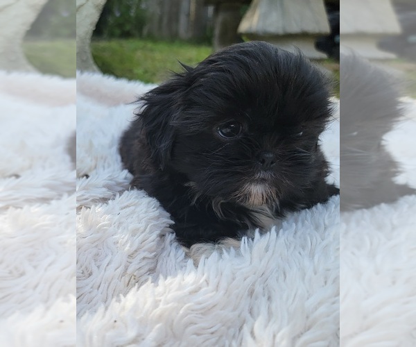 Medium Photo #12 Shih Tzu Puppy For Sale in BRANDON, FL, USA