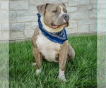 Small #5 American Bulldog-American Staffordshire Terrier Mix