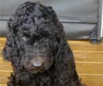 Small Photo #2 Poodle (Standard) Puppy For Sale in WHEELERSBURG, OH, USA