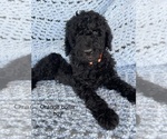 Small Photo #3 Poodle (Standard) Puppy For Sale in FONTANA, CA, USA