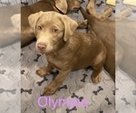 Puppy Olympia Labrador Retriever
