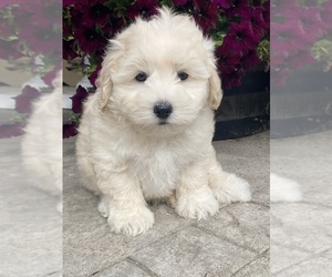 Medium Coton de Tulear-Poodle (Toy) Mix