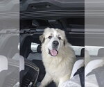 Small #2 Great Pyrenees