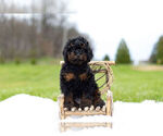 Small Photo #6 Poodle (Toy) Puppy For Sale in WARSAW, IN, USA