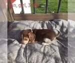 Small Photo #13 Beagle Puppy For Sale in CENTRALIA, WA, USA