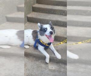 Siberian Husky-Unknown Mix Dogs for adoption in Waco, TX, USA