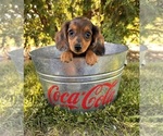 Small #2 Dachshund