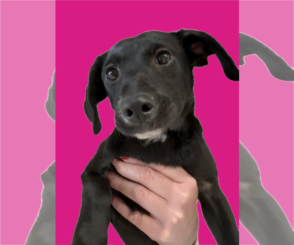 Medium Photo #5 Dachsador Puppy For Sale in The Woodlands, TX, USA