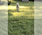 Small Photo #5 German Shepherd Dog Puppy For Sale in MICANOPY, FL, USA