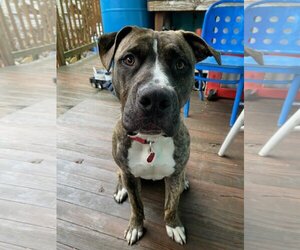 American Pit Bull Terrier-Unknown Mix Dogs for adoption in New Orleans, LA, USA