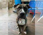 Small American Pit Bull Terrier Mix