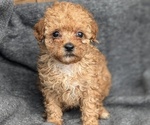 Puppy MaltiPoo Maltipoo-Poodle (Toy) Mix