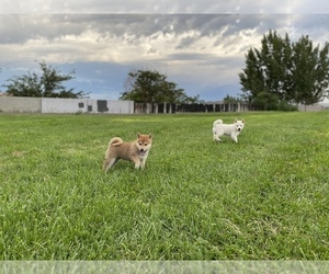 Shiba Inu Puppy for sale in RIO RANCHO, NM, USA