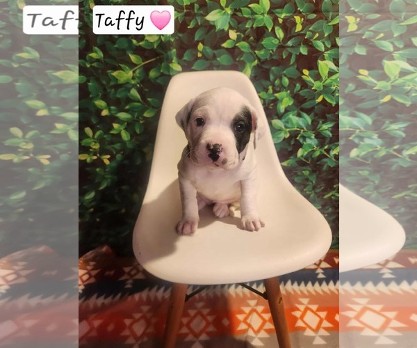 Medium Photo #2 Mutt Puppy For Sale in Clinton , MI, USA