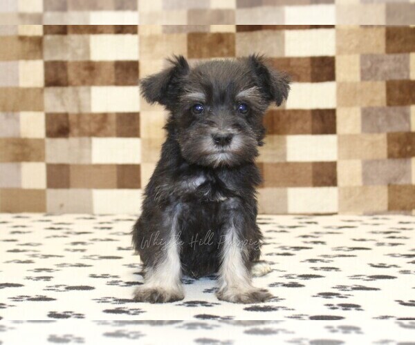 Medium Photo #3 Schnauzer (Miniature) Puppy For Sale in DENVER, PA, USA