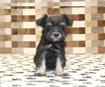 Small #2 Schnauzer (Miniature)