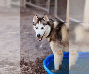 Huskies -Unknown Mix Dogs for adoption in Webster, WI, USA