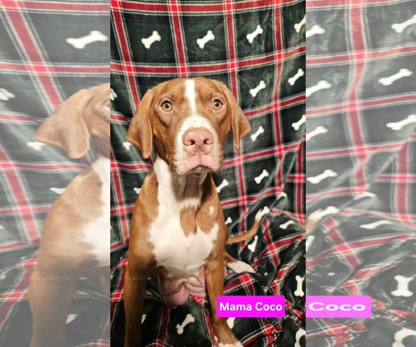 Medium Photo #3 American Pit Bull Terrier-Unknown Mix Puppy For Sale in Duluth, MN, USA