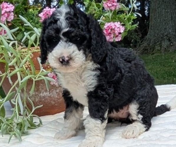 Medium Photo #90 Miniature Bernedoodle Puppy For Sale in GOSHEN, IN, USA