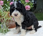 Small #8 Miniature Bernedoodle