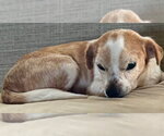 Small #7 Chihuahua