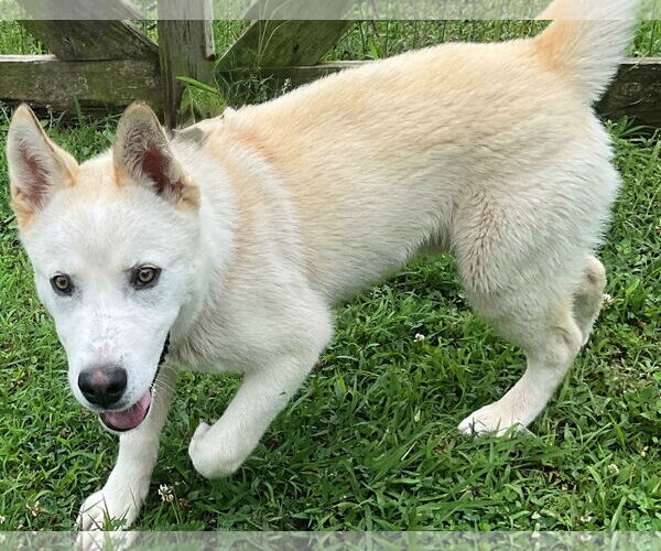 Medium Photo #3 - Mix Puppy For Sale in Newfoundland, PA, USA