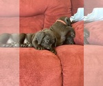 Small Photo #81 Boerboel Puppy For Sale in LAS CRUCES, NM, USA