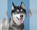 Small Siberian Husky