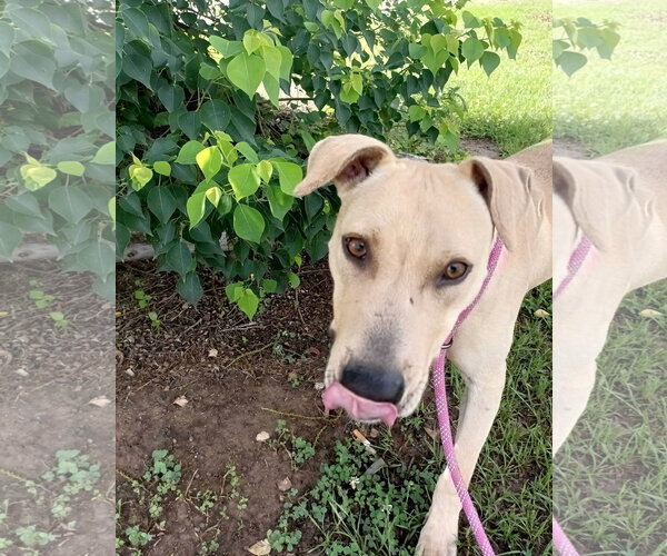 Medium Photo #2 Black Mouth Cur-Labrador Retriever Mix Puppy For Sale in Monticello, MS, USA