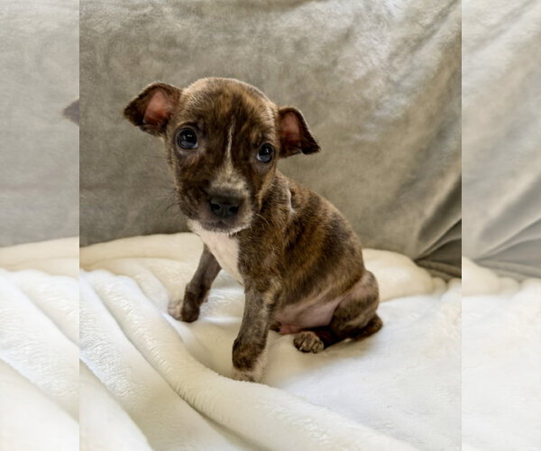 Medium Photo #4 Mutt Puppy For Sale in Plainfield, IL, USA