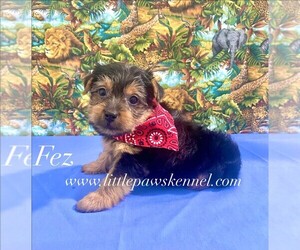 Yorkshire Terrier Puppy for sale in WINNSBORO, LA, USA
