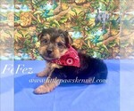 Image preview for Ad Listing. Nickname: Tiny Fez