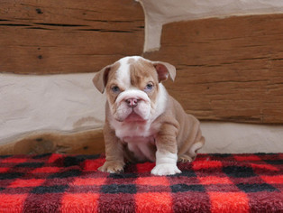 Bulldog Puppy for sale in CUYAHOGA FALLS, OH, USA