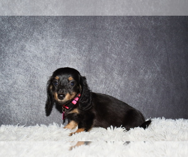 Medium Photo #1 Dachshund Puppy For Sale in INDEPENDENCE, IA, USA
