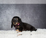 Small Dachshund