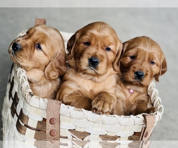 Medium Photo #2 Golden Irish Puppy For Sale in SHEDD, OR, USA