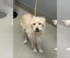 Mutt Dogs for adoption in Las Vegas, NV, USA