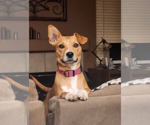 Australian Cattle Dog-Unknown Mix Dogs for adoption in Yuba City, CA, USA
